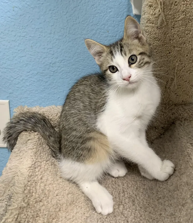A baby medium-sized male Gray & White Domestic Short Hair cat named Nico for adoption in Hollister, CA