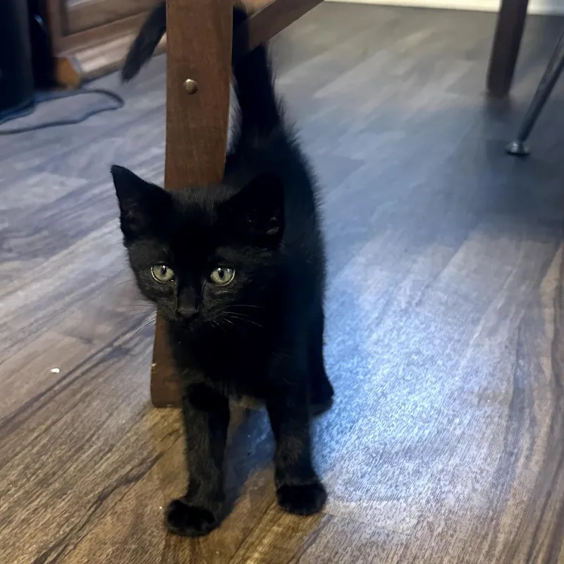 Licorice