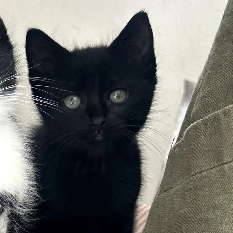Licorice thumbnail 2