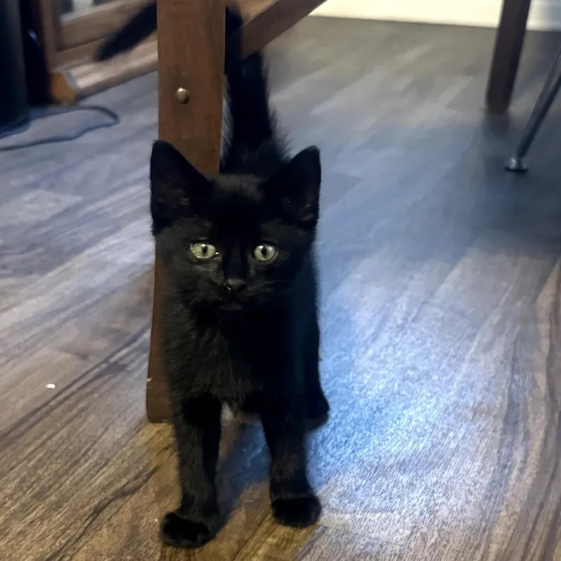 Licorice thumbnail 3