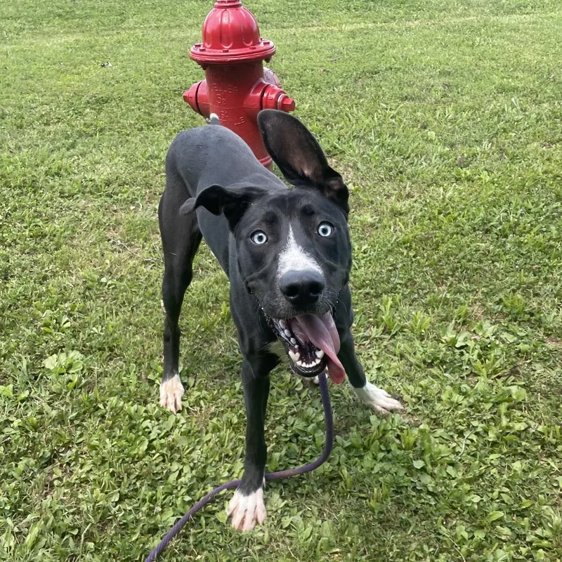 An adult medium-sized female Black Mixed Breed dog named Stomps for adoption in Chattanooga, TN