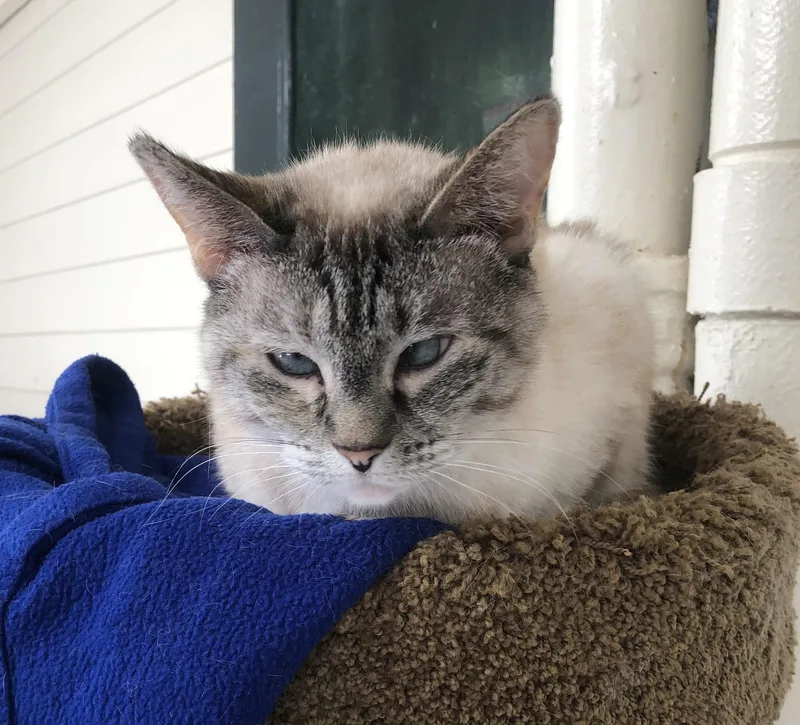 An adult small-sized female Cream Point Domestic Short Hair cat named Lila for adoption in Lompoc, CA