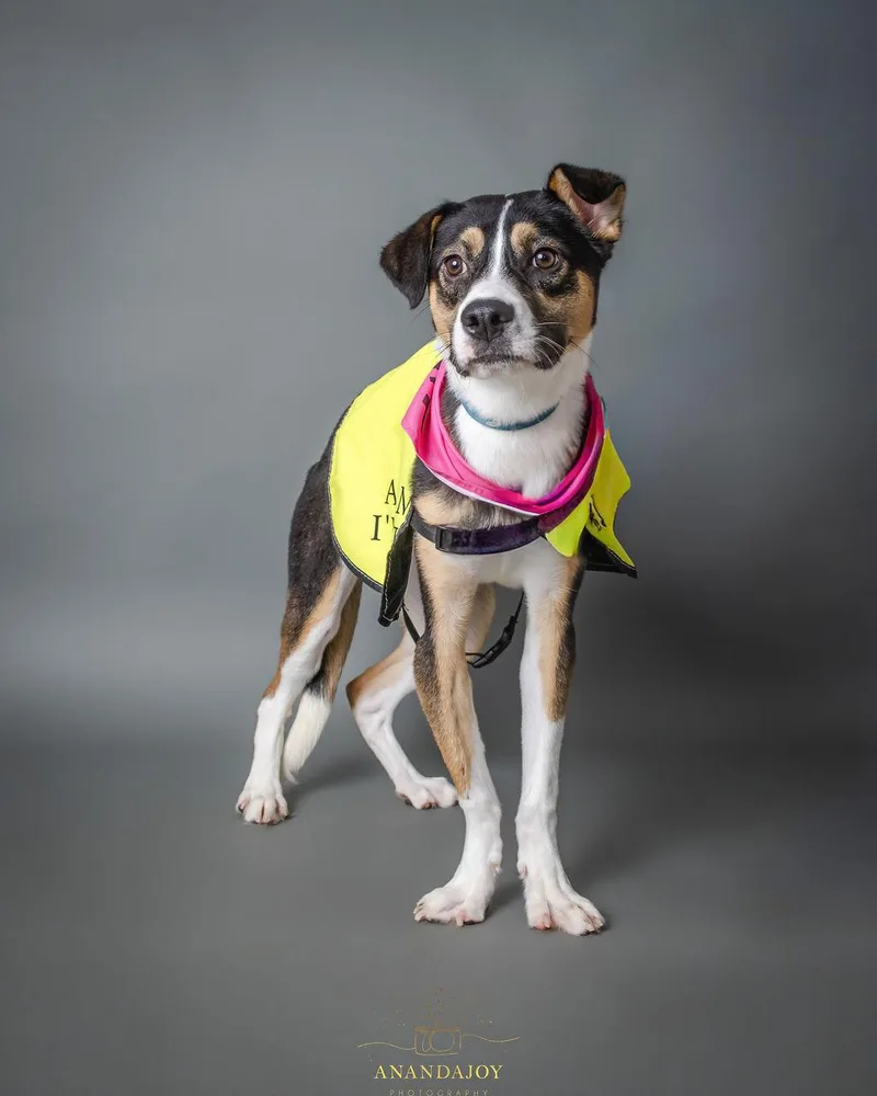 A young medium-sized female Beagle dog named Evie for adoption