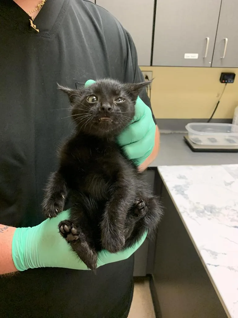 A baby medium-sized male Domestic Short Hair cat named Cabbage for adoption in Florence, SC