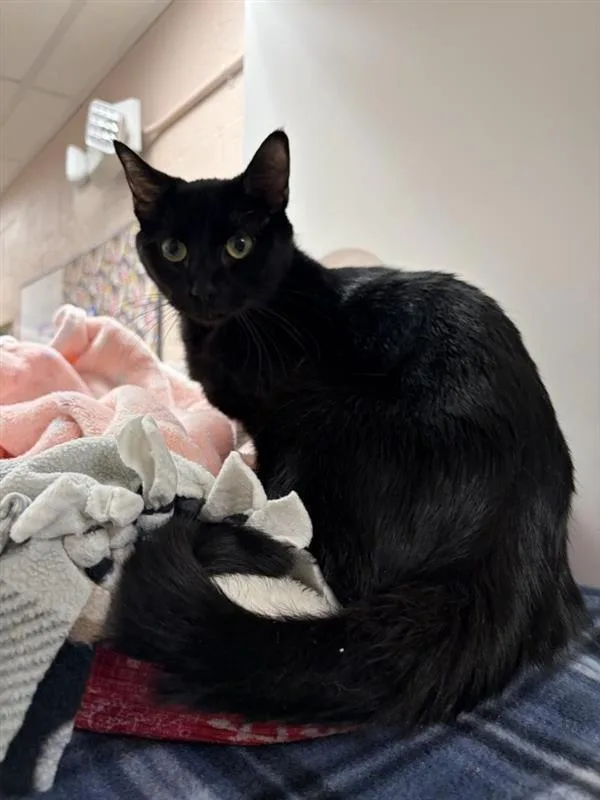 A young medium-sized female Domestic Short Hair cat named Stella for adoption in Great Falls, MT