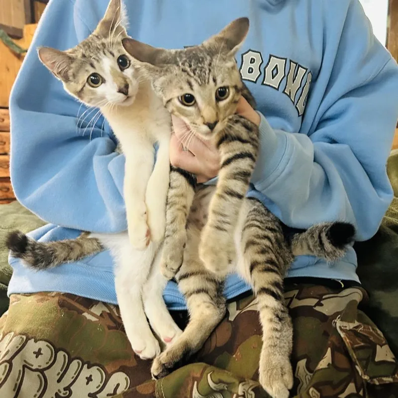 A young small-sized male Gray / Blue / Silver Domestic Short Hair cat named Amor for adoption in Pahoa, HI