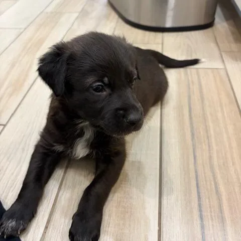 Eggs Benedict thumbnail 2