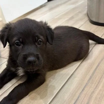 Eggs Benedict thumbnail 3