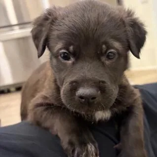 Eggs Benedict thumbnail 4