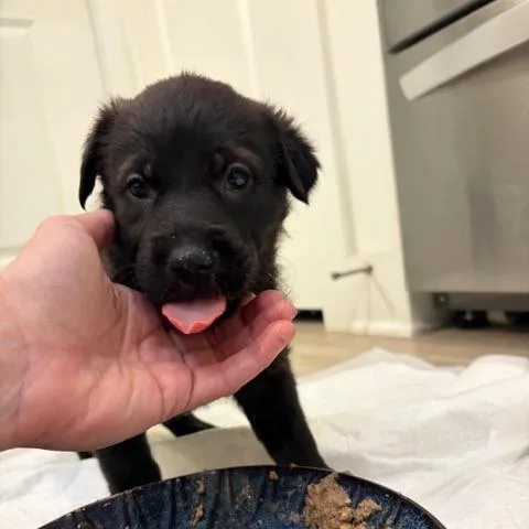 Eggs Benedict thumbnail 5