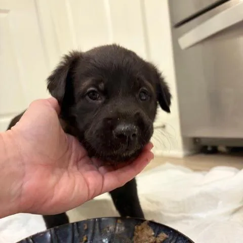 Eggs Benedict thumbnail 6