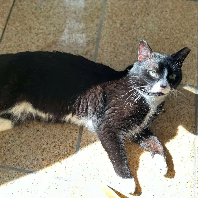 An adult small-sized male Domestic Short Hair cat named Oreo for adoption in Plainfield, IL