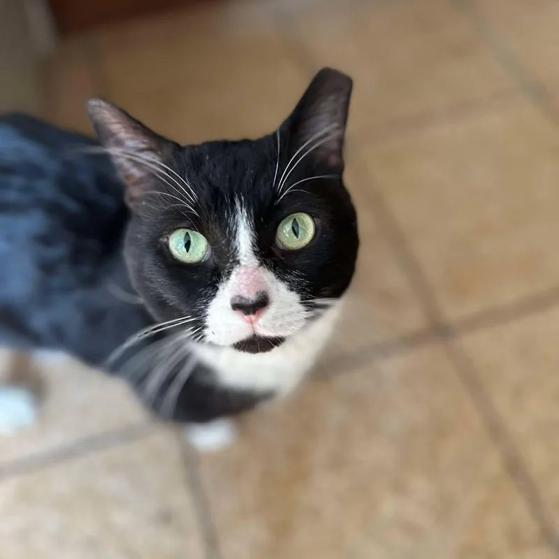 Oreo thumbnail 5