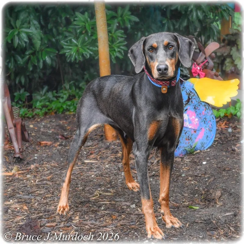An adult medium-sized female Brown / Chocolate Doberman Pinscher dog named Mela for adoption in Wake Forest, NC