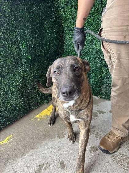 An adult medium-sized female Mixed Breed dog named 61773374 for adoption in El Paso, TX