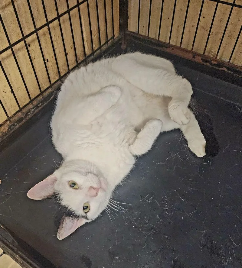 A young medium-sized female White Domestic Short Hair cat named Panda for adoption in Perth Amboy, NJ