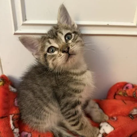 A baby small-sized male Brown / Chocolate Domestic Short Hair cat named Teddy for adoption in Upland, CA