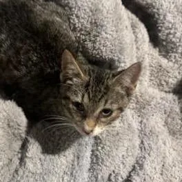 A baby small-sized male Domestic Short Hair cat named Romeo for adoption in Ringtown, PA