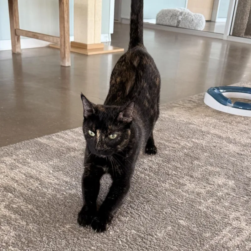 A young large-sized female Tortoiseshell Domestic Short Hair cat named Brook for adoption in Leander, TX