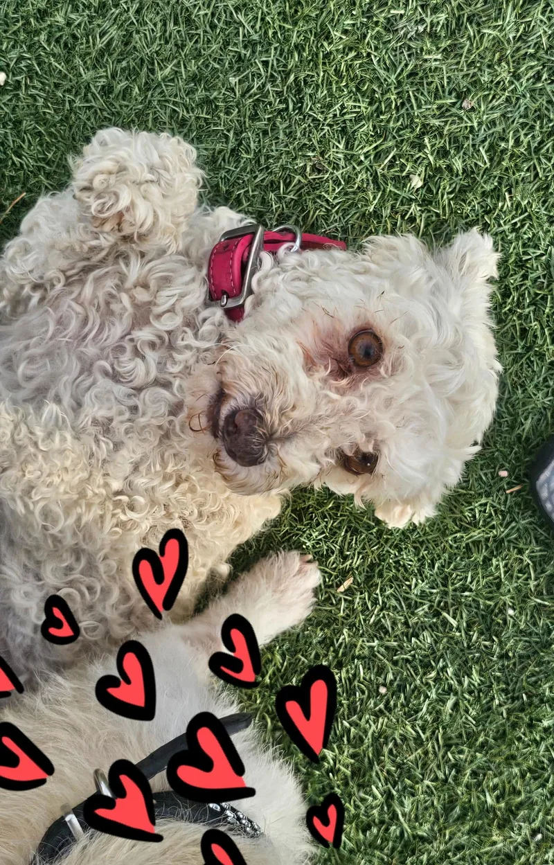 An adult small-sized female Poodle dog named Lucy for adoption in Glendale, AZ