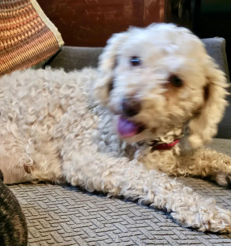 Lucy thumbnail 3