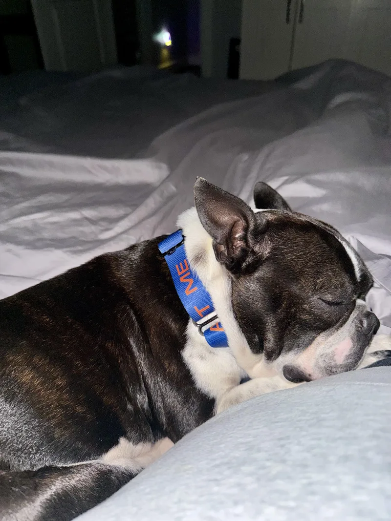 An adult medium-sized male Boston Terrier dog named Magnum for adoption in Van Vleck, TX