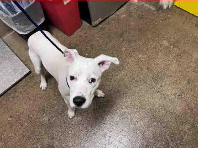 A young medium-sized male Pit Bull Terrier dog named Caspian for adoption in Bonita, CA