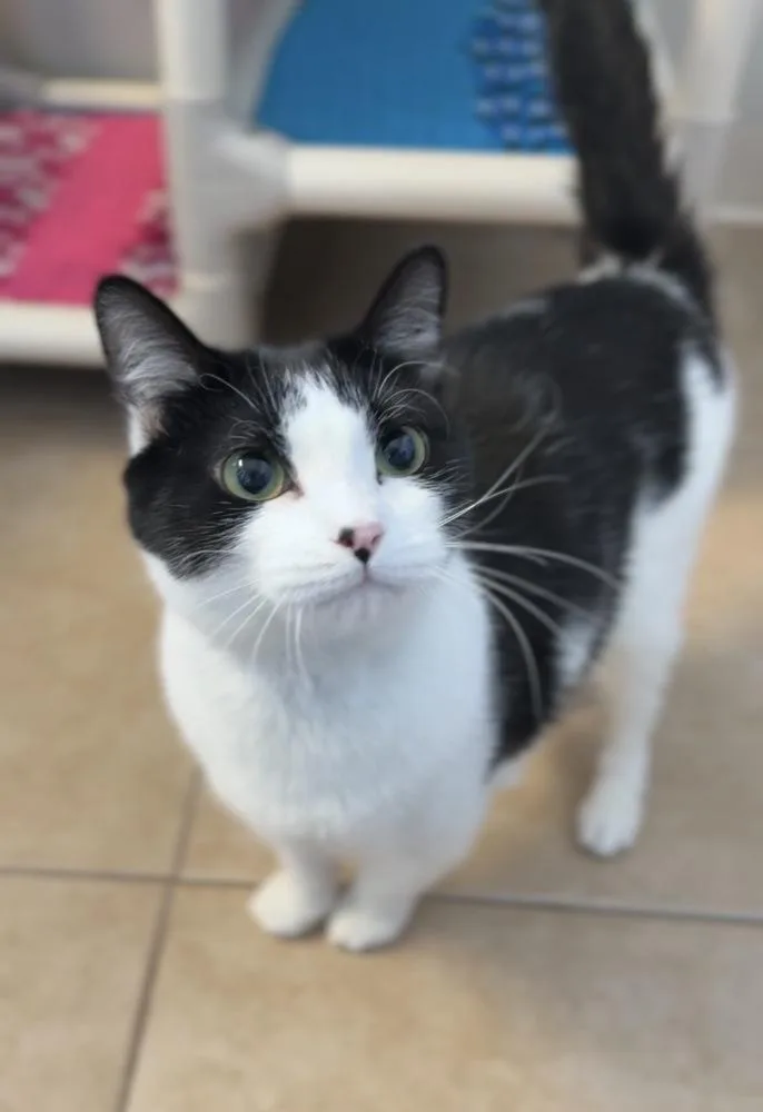 A baby medium-sized female Black & White / Tuxedo Domestic Short Hair cat named Biscuit for adoption in Bemidji, MN