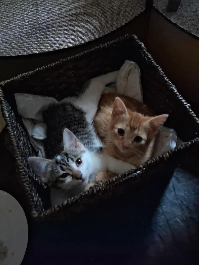 A baby medium-sized female Domestic Short Hair cat named Sigrid for adoption in Avon, NY