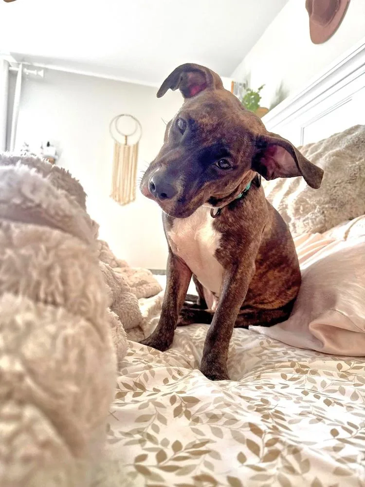 A young medium-sized female Pit Bull Terrier dog named Beluga for adoption in Leverett, MA