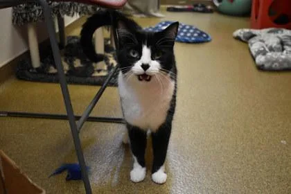 An adult medium-sized male Domestic Short Hair cat named Enzo for adoption in Kansas City, MO