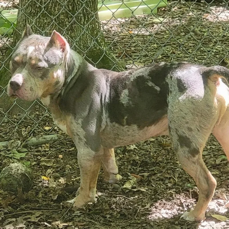 An adult medium-sized male Terrier dog named Snoop for adoption in Walden, NY