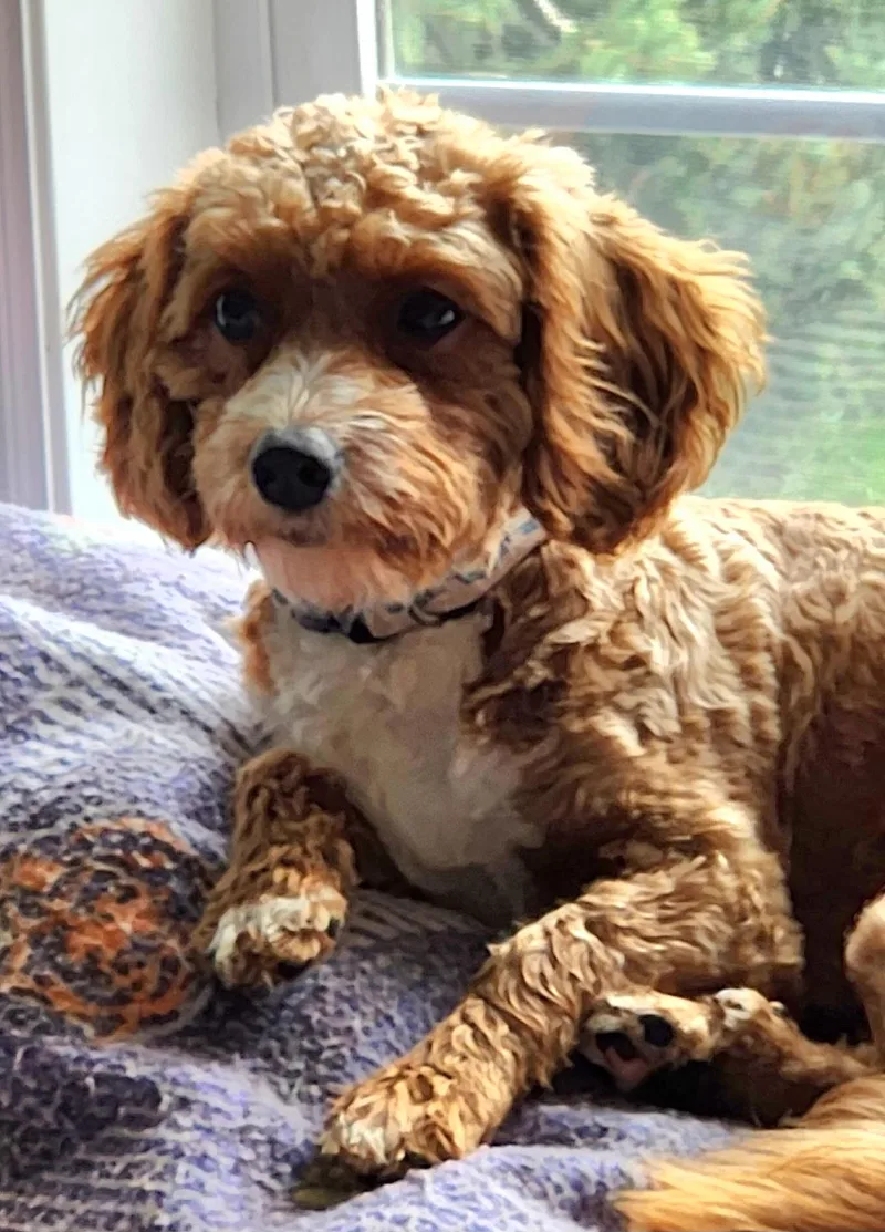 A young small-sized female Cockapoo dog named Bombastica for adoption in Cedar Rapids, IA