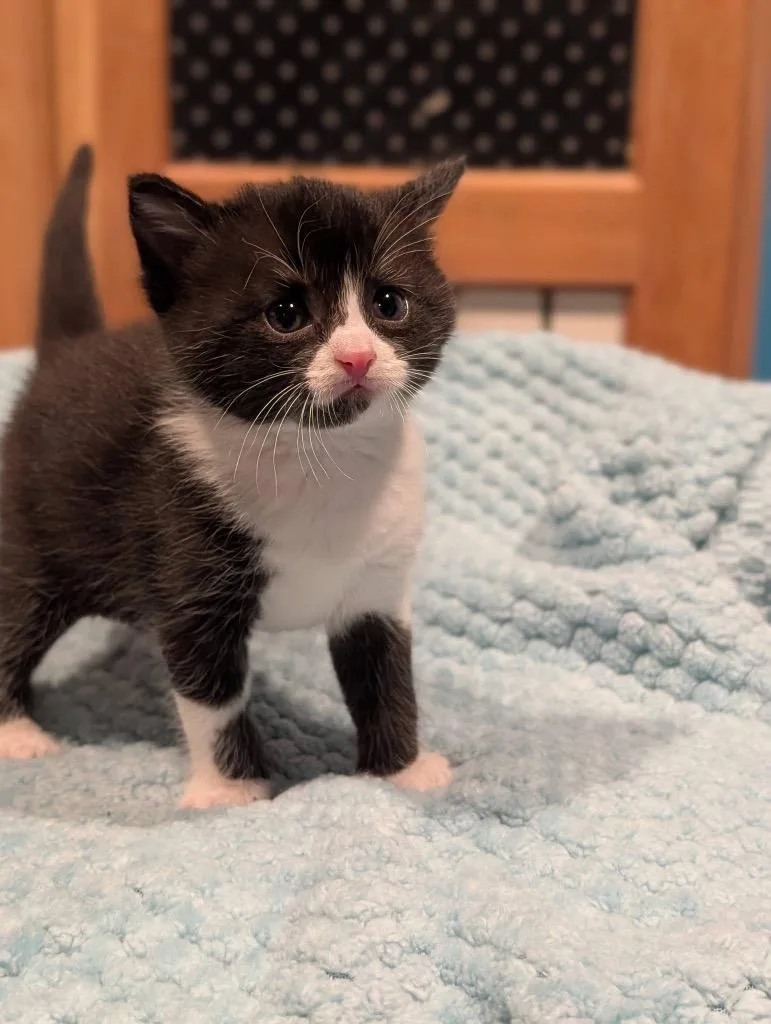 A baby small-sized male Domestic Short Hair cat named Toe for adoption in Syracuse, IN