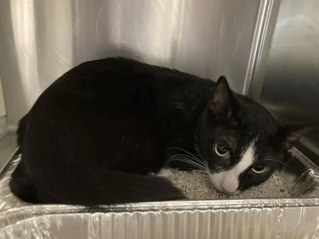 A young small-sized male Domestic Short Hair cat named French Onion for adoption in Tustin, CA