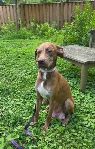 A young medium-sized female Tricolor (Brown, Black, & White) Catahoula Leopard Dog dog named Junebug for adoption in Washington, DC
