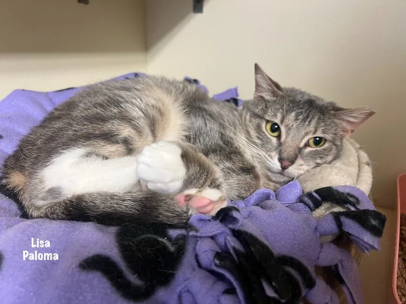 Lisa Paloma thumbnail 2