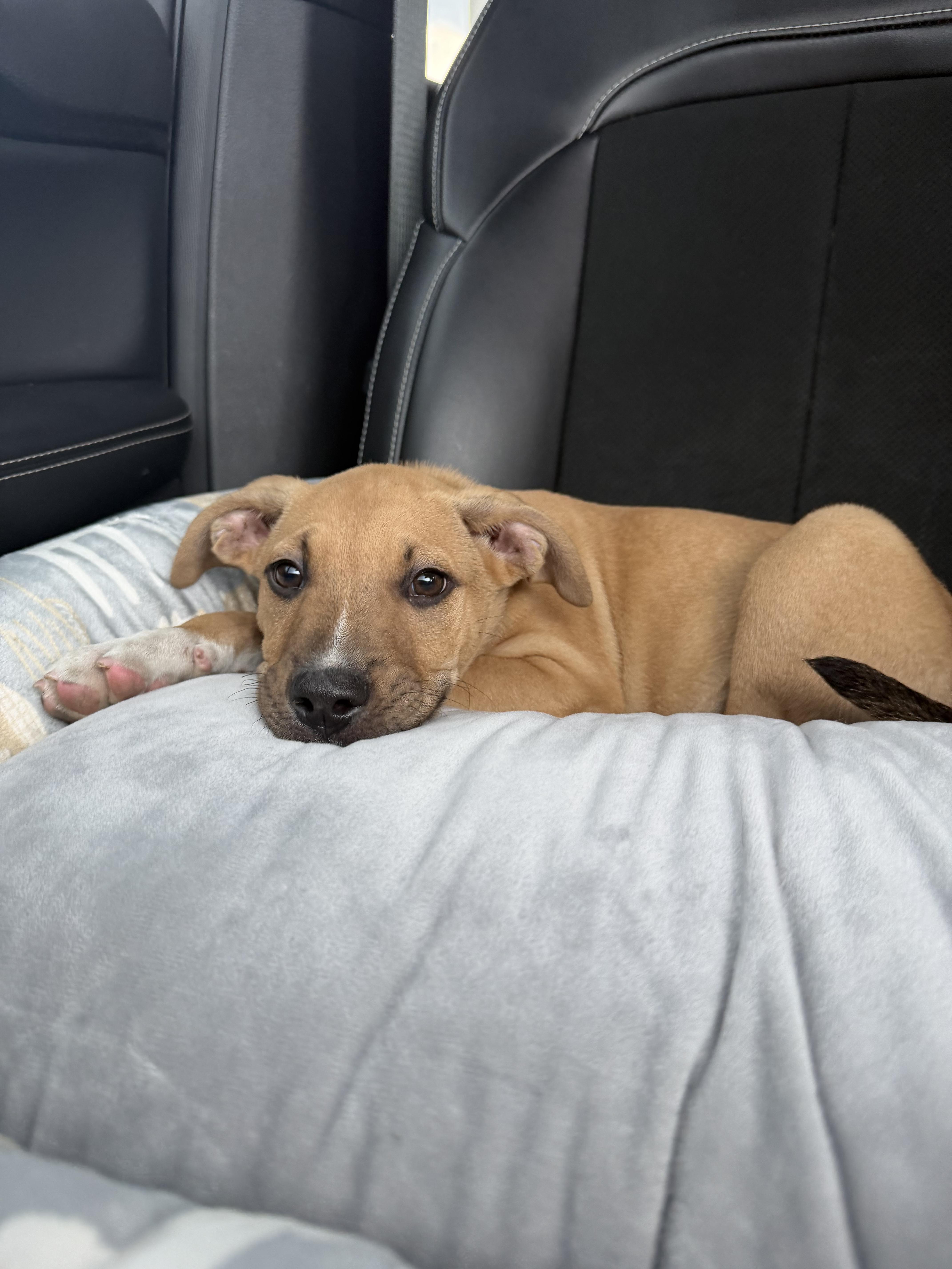 A baby large-sized male Mountain Cur dog named Leroy for adoption in tampa, FL
