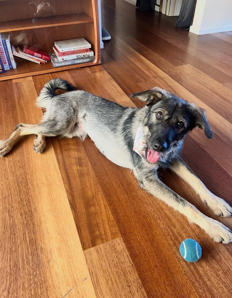 A young medium-sized female Gray / Blue / Silver Aussiedoodle dog named Ivy Flower for adoption in Manhattan Beach, CA