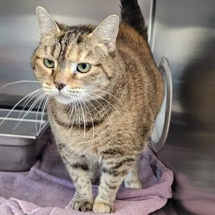 A senior medium-sized female Domestic Short Hair cat named Maura for adoption in Scotia, NY