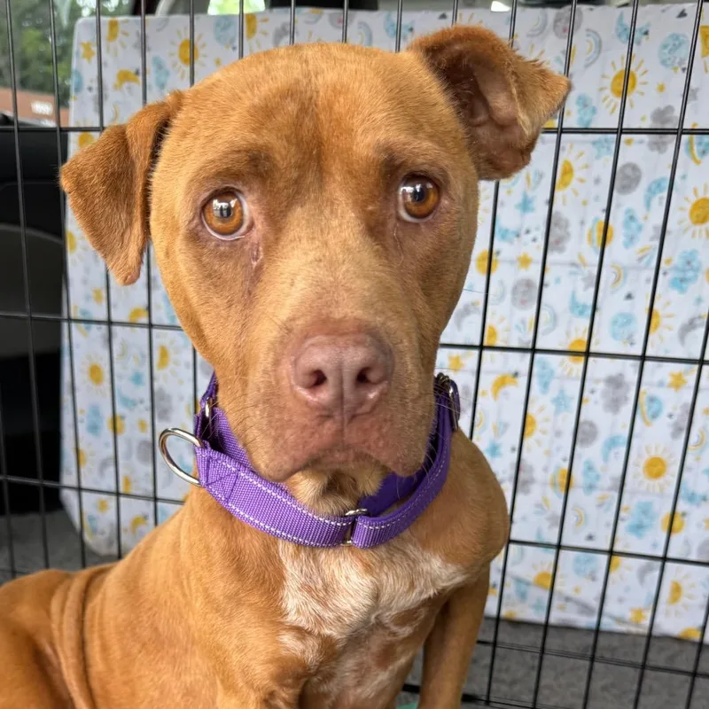 An adult small-sized female Red / Chestnut / Orange Mixed Breed dog named Cinnamon for adoption in Rockville, MD