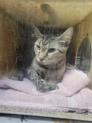 An adult medium-sized female Domestic Short Hair cat named Liona for adoption in Fairfax, VA