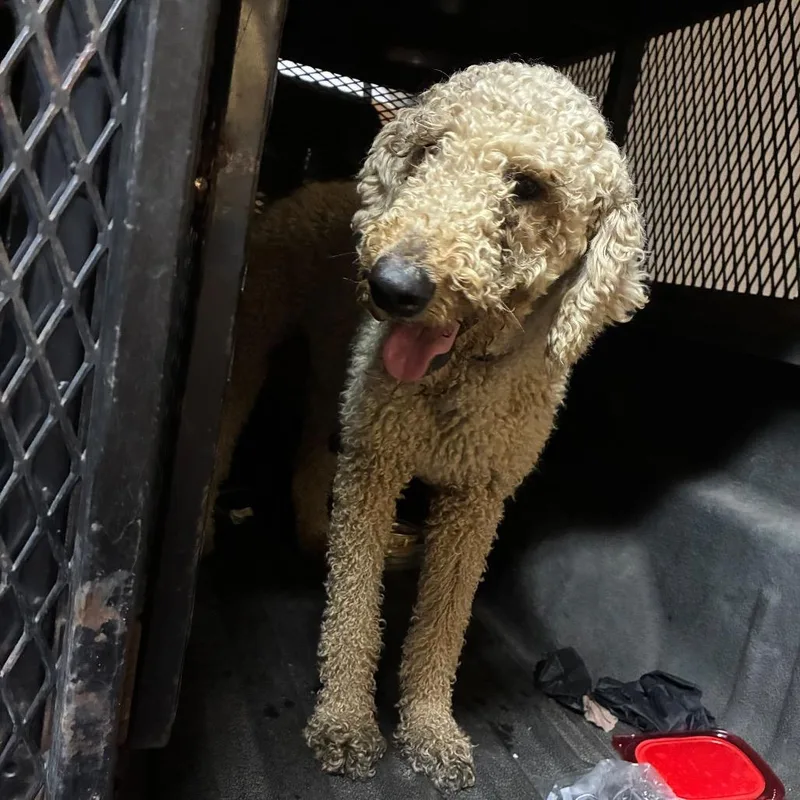 An adult medium-sized female White / Cream Mixed Breed dog named Sylacauga for adoption in Gadsden, AL