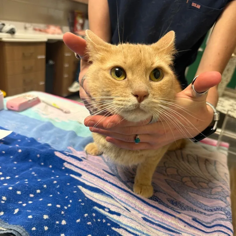 An adult medium-sized female Orange / Red Domestic Short Hair cat named Nova for adoption in Reno, NV