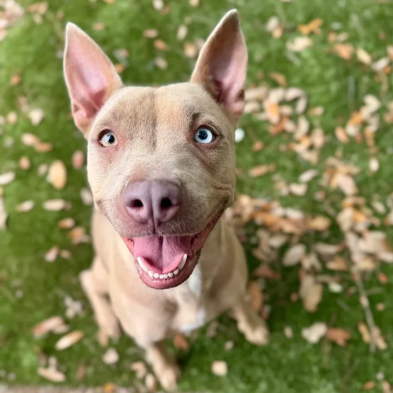 An adult medium-sized female Yellow / Tan / Blond / Fawn Mixed Breed dog named Bambi for adoption in Milton, FL