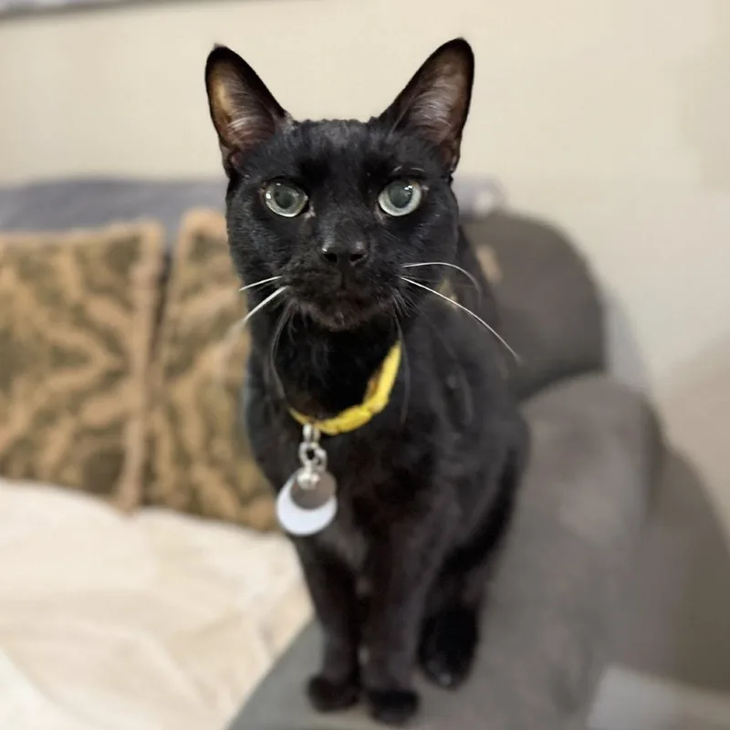 A senior medium-sized male Black Domestic Short Hair cat named Hope for adoption in Ramona, CA