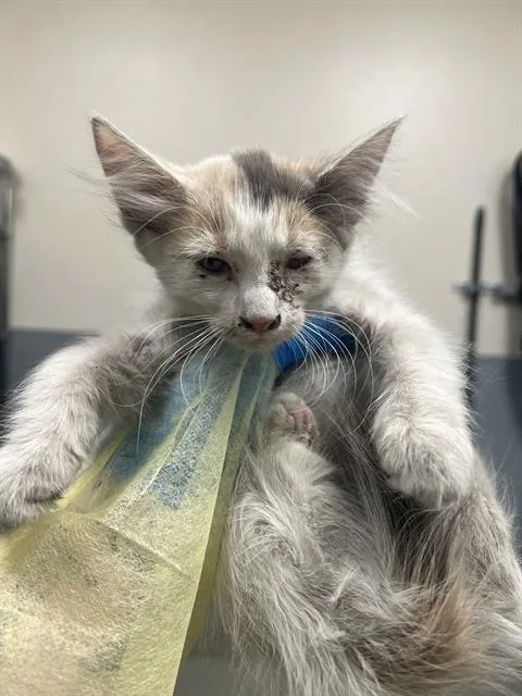 A baby small-sized female Domestic Short Hair cat named Patty for adoption in Las Vegas, NV