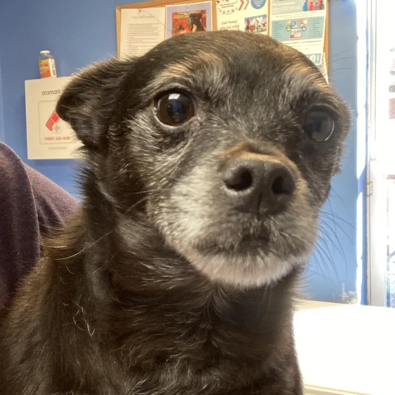 A senior small-sized female Black Mixed Breed dog named Midge for adoption in Saint Charles, MO