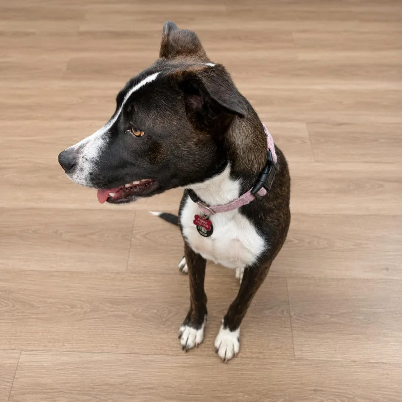 A baby medium-sized female Mixed Breed dog named Coco for adoption in Hillsborough, NJ