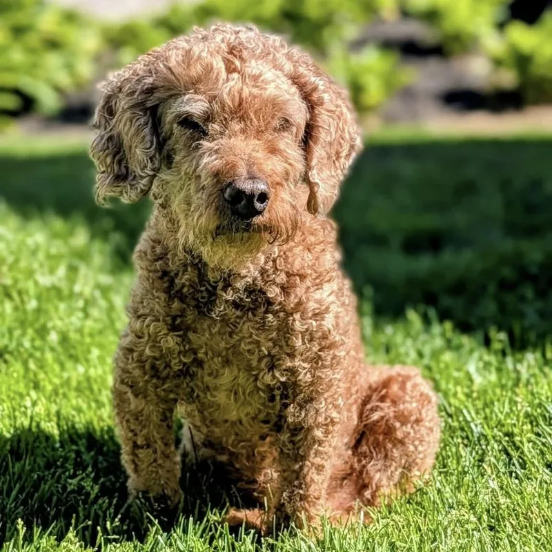 An adult small-sized male Poodle dog named Matty for adoption in Groveland, MA